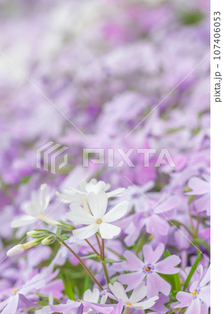 白い芝桜 白い芝桜 107406053