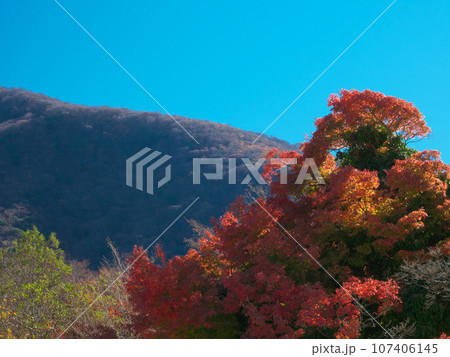 【神奈川県箱根町・2022年11月】箱根・芦ノ湖畔の鮮やかな紅葉　 自然風景 107406145