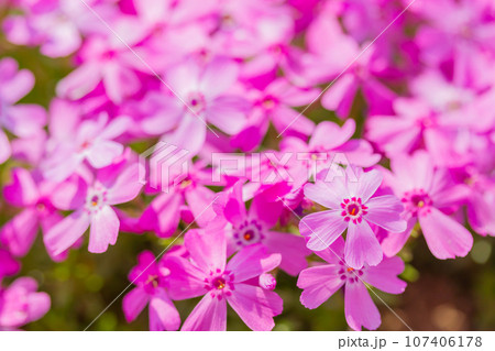 芝桜 107406178
