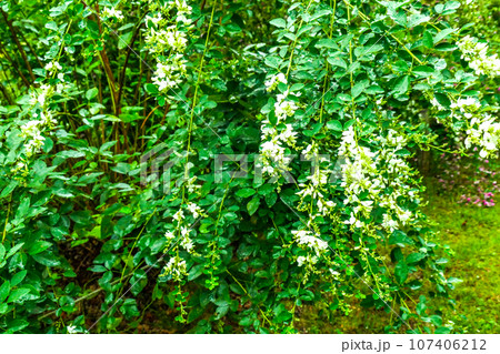 秋の七草の萩　珍しい白花の萩の花　しなだれて咲く秋の季語の萩 107406212