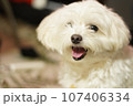 犬 107406334