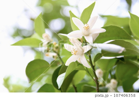 柚子の花 107406358