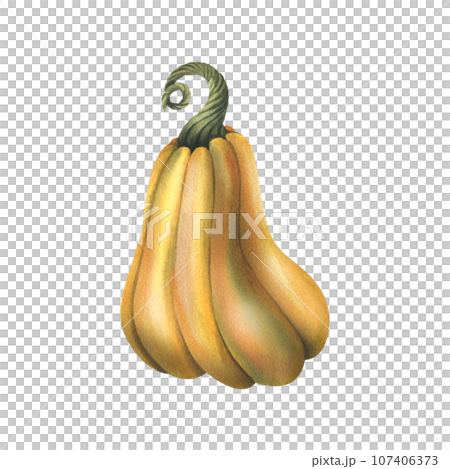 Large orange autumn butternut squash, pumpkin. hand drawn watercolor illustration. Isolated object on a white background 107406373
