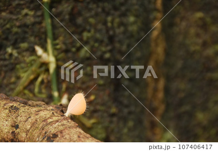 fungi cup mushroom growth for rain season on tree trunk in Chet Kod waterfall on Thailand  107406417