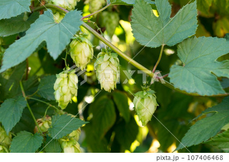 Green hop plant cones with green leaves, close up. Bitter ingredient for preparing beer or bread. 107406468