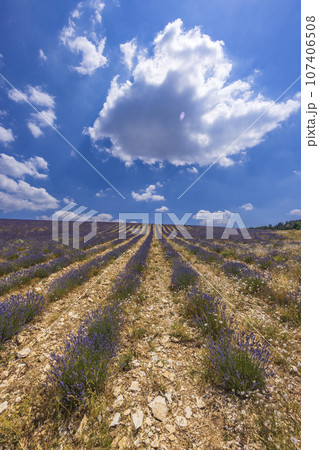 Lavender field near Montbrun les Bains and Sault, Provence, France 107406508