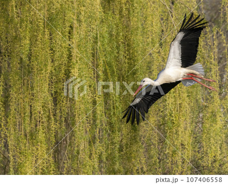 White stork (ciconia ciconia), early spring near Hunawihr, Alsace, France 107406558