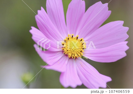 ピンク色のコスモスの花 ピンク色のコスモスの花 107406559