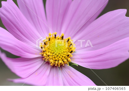 ピンク色のコスモスの花 ピンク色のコスモスの花 107406565