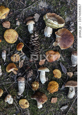 Natural autumn still life, seasonal background. Closeup of various fresh wild mushrooms on forest ground. Edible larch bolete, ceps, porcini mushrooms with pine cones. Birch leaves. Fall flatlay Natural autumn still life, seasonal background. Closeup of various fresh wild mushrooms on forest ground. Edible larch bolete, ceps, porcini mushrooms with pine cones. Birch leaves. Fall flatlay 107406667