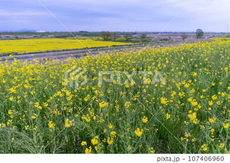 春の景色 河川敷に群生する菜の花 春の景色 河川敷に群生する菜の花 107406960