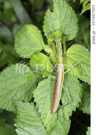 チョウセンカマキリ 107407005