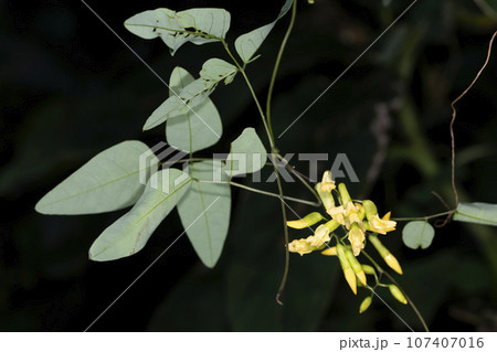 ノササゲ 107407016