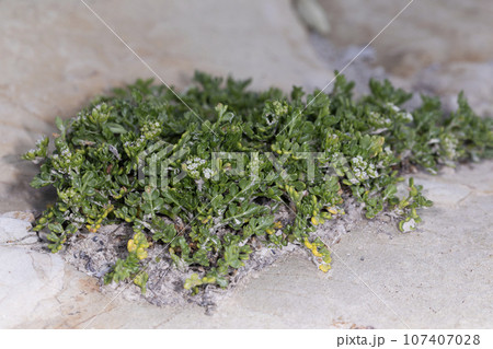 ハマゼリ 107407028