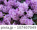Rhododendron Susan Blooming Flowers 107407049
