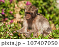 Pensive Crab-eating Macaque In Foliage 107407050