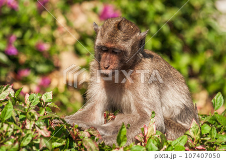 Pensive Crab-eating Macaque In Foliage Pensive Crab-eating Macaque In Foliage 107407050