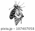 点描モノクロ　アゲハ蝶 107407058