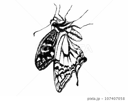 点描モノクロ　アゲハ蝶 107407058