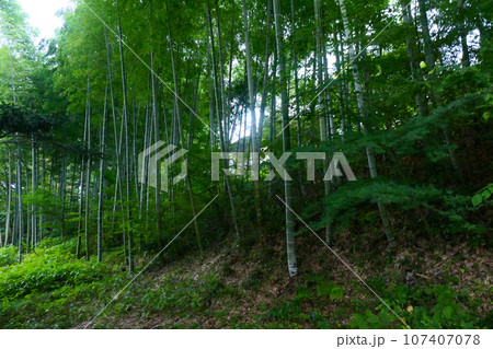 仙台市の野草園にある雨に煙る竹林 仙台市の野草園にある雨に煙る竹林 107407078