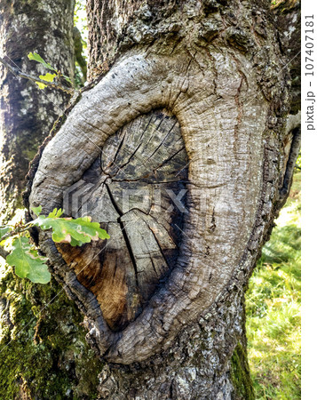 Green oak tree in County Donegal - Ireland Green oak tree in County Donegal - Ireland 107407181