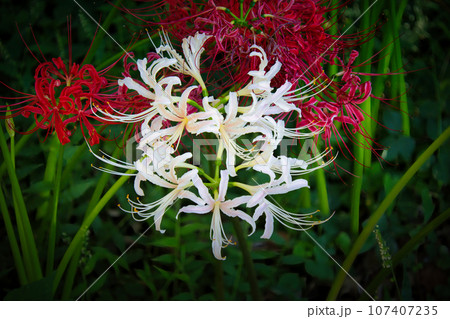 お彼岸時期の9月に咲く白い綺麗な彼岸花 107407235