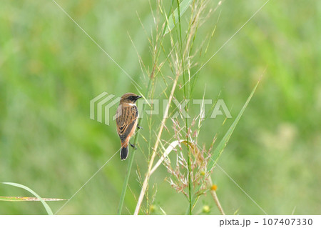 ノビタキ 107407330