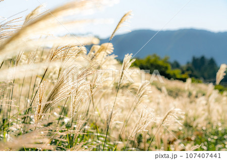 【神奈川県】箱根 仙石原のススキ(9月) 【神奈川県】箱根 仙石原のススキ(9月) 107407441
