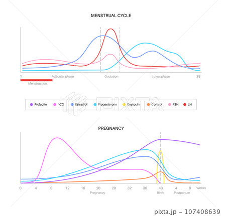Hormones in pregnancy Hormones in pregnancy 107408639