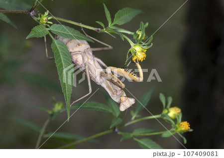 ハラビロカマキリ 107409081