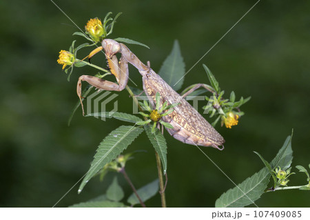 ハラビロカマキリ 107409085