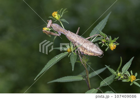 ハラビロカマキリ 107409086