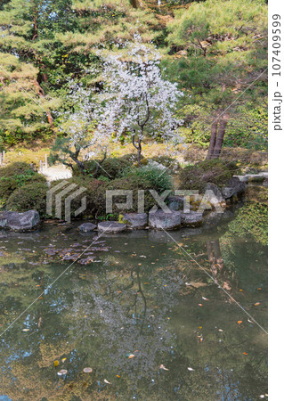平安神宮の池と桜 平安神宮の池と桜 107409599