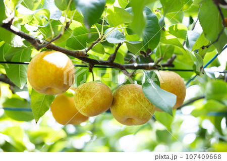 秋の味覚、旬の梨、秋麗 107409668