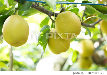 秋の味覚、旬の梨、王秋 秋の味覚、旬の梨、王秋 107409675