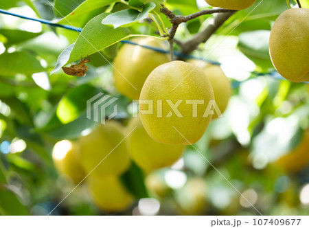 秋の味覚、旬の梨、王秋 秋の味覚、旬の梨、王秋 107409677
