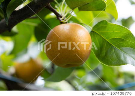 秋の味覚、旬の梨、彩玉 107409770