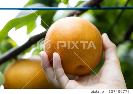 秋の味覚、旬の梨、彩玉 107409772