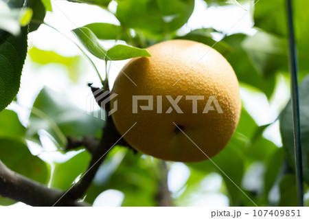 秋の味覚、旬の梨、彩玉 秋の味覚、旬の梨、彩玉 107409851