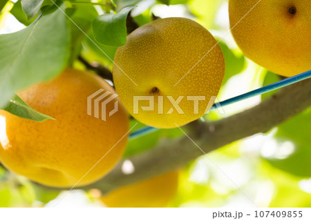 秋の味覚、旬の梨、彩玉 107409855