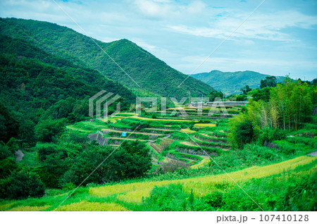 香川県 小豆島 中山千枚田 香川県 小豆島 中山千枚田 107410128
