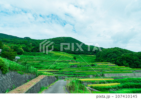 香川県 小豆島 中山千枚田 香川県 小豆島 中山千枚田 107410145