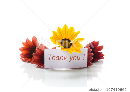 Beautiful red and yellow Gazania flowers on white background. Beautiful red and yellow Gazania flowers on white background. 107410662