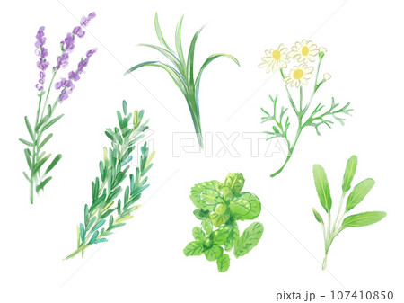 いろんな美しいハーブの手描き水彩イラスト いろんな美しいハーブの手描き水彩イラスト 107410850