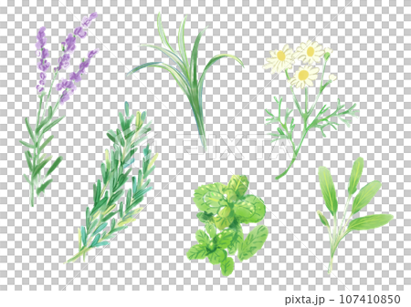 いろんな美しいハーブの手描き水彩イラスト いろんな美しいハーブの手描き水彩イラスト 107410850