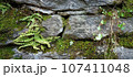 Rocky defence with green Nordic plants. Natural pattern backdrop 107411048