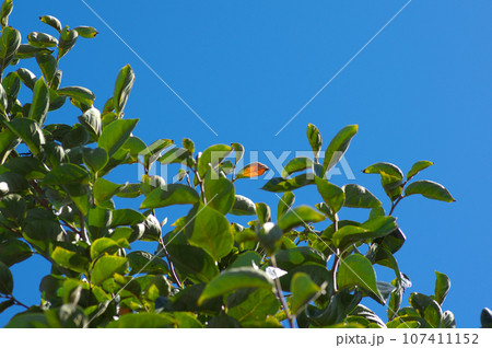 紅葉しはじめた柿の木と青空 107411152