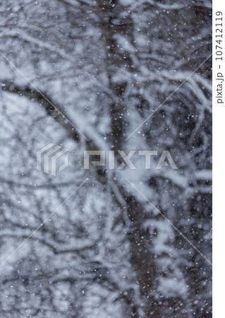 snowfall in forest or park, nature and weather conditions snowfall in forest or park, nature and weather conditions 107412119
