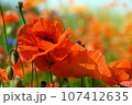 beautiful red poppy flowers in a field on a sunny day in summer. 107412635