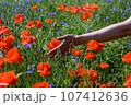 a girl's hand among a summer field strewn with red poppy flowers, among the grass. local travel surrounded by colorful flower fields of poppies. 107412636